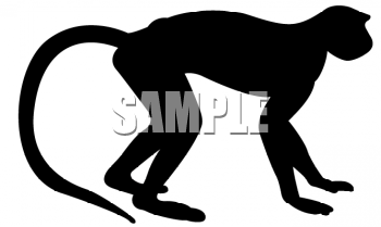 Primate Clipart