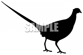 Bird Clipart