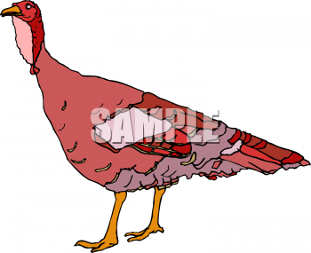 Bird Clipart