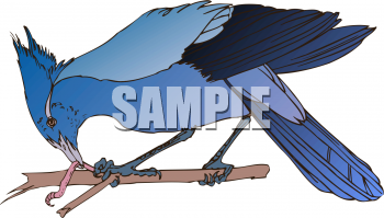 Bird Clipart