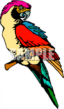 Bird Clipart