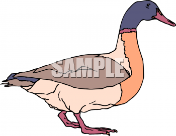 Bird Clipart