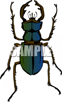 Insect Clipart