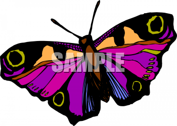 Insect Clipart