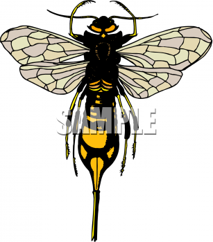 Insect Clipart