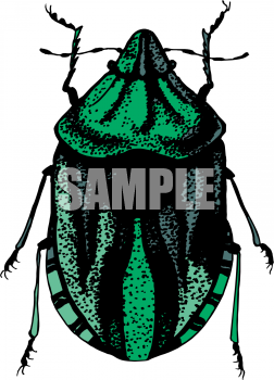 Insect Clipart