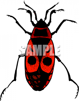 Insect Clipart