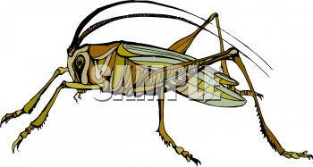 Insect Clipart