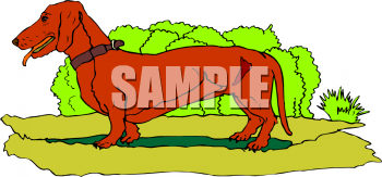 Pet Clipart