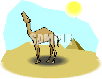 Camel Clipart