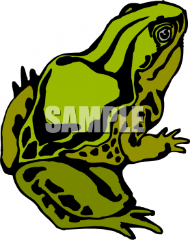 Amphibians Clipart