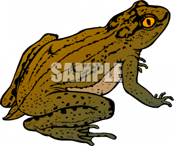 Amphibians Clipart