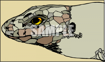 Lizard Clipart