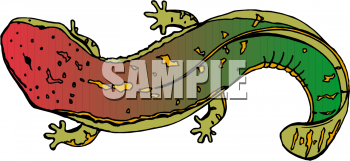 Lizard Clipart