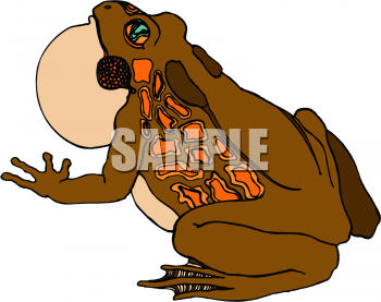 Amphibians Clipart