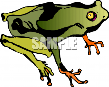 Amphibians Clipart