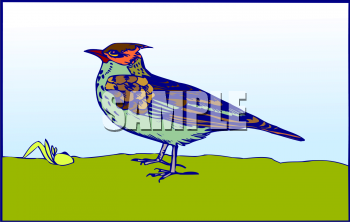 Bird Clipart