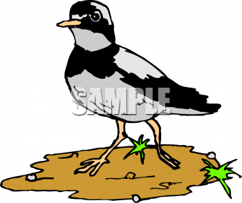 Bird Clipart