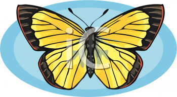 Insect Clipart