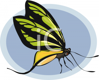 Insect Clipart