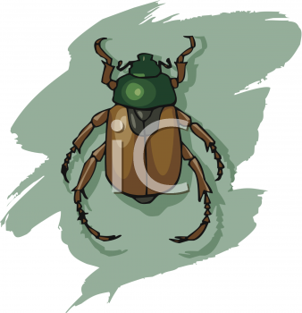 Royalty Free Beetle Clip art, Beetle Clipart