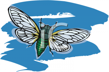 Insect Clipart