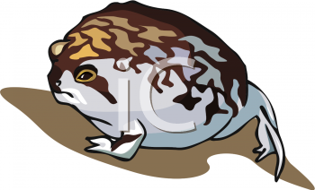 Amphibians Clipart