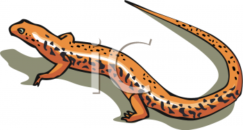 Lizard Clipart