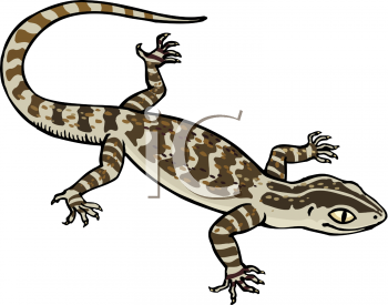 Lizard Clipart