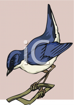 Bird Clipart