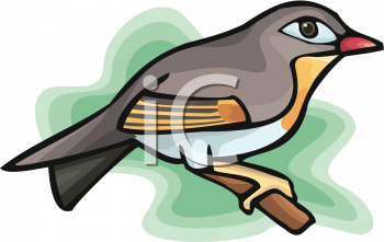 Bird Clipart