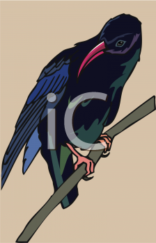 Bird Clipart