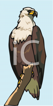 Bird Clipart