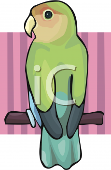 Bird Clipart