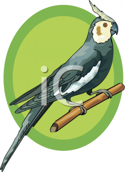 Bird Clipart