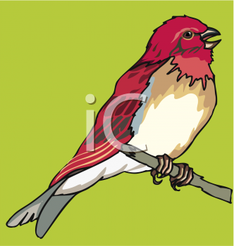 Bird Clipart