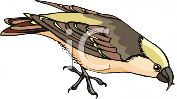 Bird Clipart