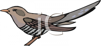 Bird Clipart