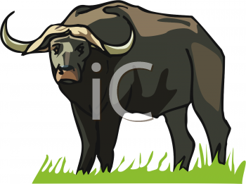 Buffalo Clipart