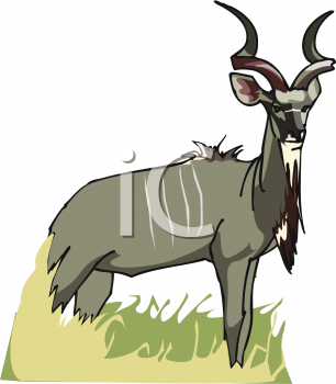 Antelope Clipart