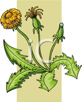 Flower Clipart