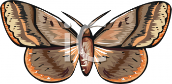 Insect Clipart