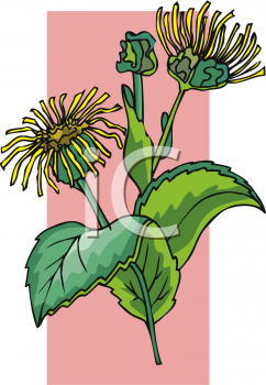 Flower Clipart