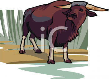 Buffalo Clipart