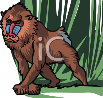 Primate Clipart