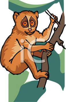 Primate Clipart