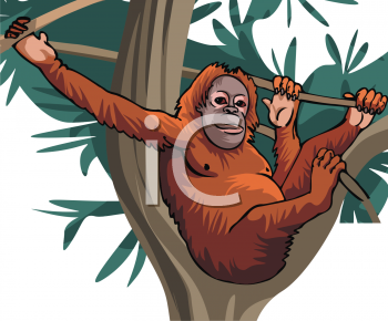 Primate Clipart