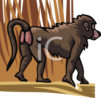 Primate Clipart