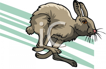 Pet Clipart