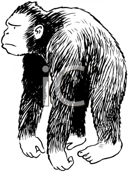 Primate Clipart